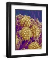 Pollen on Pistil of Cosmos-Micro Discovery-Framed Photographic Print