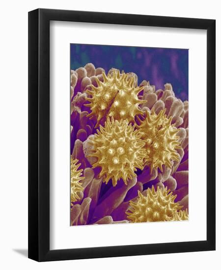 Pollen on Pistil of Cosmos-Micro Discovery-Framed Photographic Print