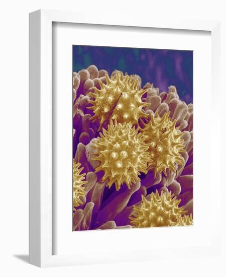 Pollen on Pistil of Cosmos-Micro Discovery-Framed Photographic Print