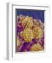 Pollen on Pistil of Cosmos-Micro Discovery-Framed Photographic Print