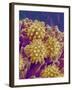 Pollen on Pistil of Cosmos-Micro Discovery-Framed Photographic Print