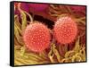 Pollen on Pistil of Mallow-Micro Discovery-Framed Stretched Canvas