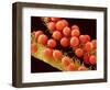 Pollen on Pistil of Mallow-Micro Discovery-Framed Photographic Print