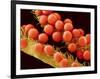 Pollen on Pistil of Mallow-Micro Discovery-Framed Photographic Print