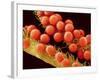 Pollen on Pistil of Mallow-Micro Discovery-Framed Photographic Print