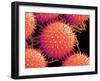 Pollen on Pistil of Mallow-Micro Discovery-Framed Photographic Print