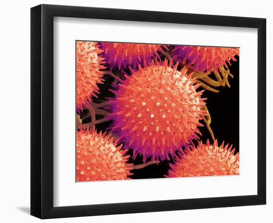 Pollen on Pistil of Mallow-Micro Discovery-Framed Photographic Print