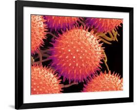 Pollen on Pistil of Mallow-Micro Discovery-Framed Photographic Print