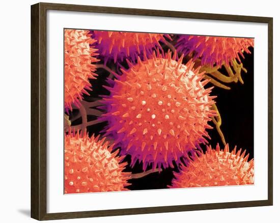 Pollen on Pistil of Mallow-Micro Discovery-Framed Photographic Print