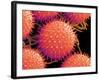 Pollen on Pistil of Mallow-Micro Discovery-Framed Photographic Print