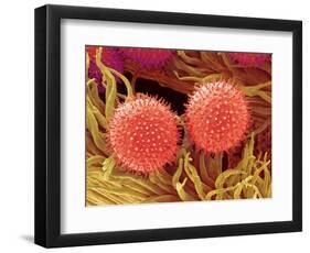 Pollen on Pistil of Mallow-Micro Discovery-Framed Photographic Print
