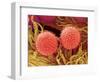 Pollen on Pistil of Mallow-Micro Discovery-Framed Photographic Print