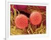 Pollen on Pistil of Mallow-Micro Discovery-Framed Photographic Print