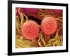 Pollen on Pistil of Mallow-Micro Discovery-Framed Photographic Print