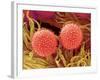 Pollen on Pistil of Mallow-Micro Discovery-Framed Photographic Print