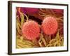 Pollen on Pistil of Mallow-Micro Discovery-Framed Photographic Print