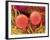 Pollen on Pistil of Mallow-Micro Discovery-Framed Photographic Print