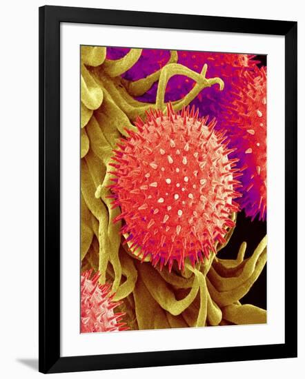 Pollen on Pistil of Mallow-Micro Discovery-Framed Photographic Print