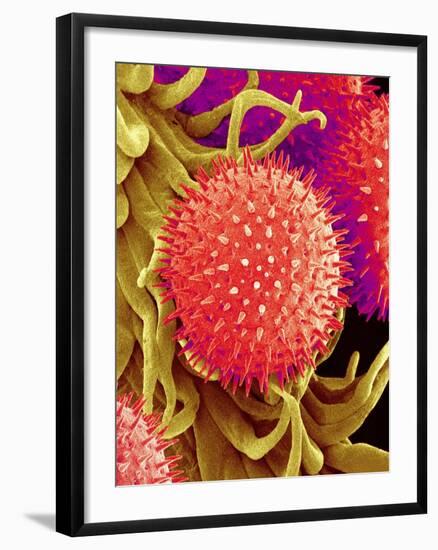 Pollen on Pistil of Mallow-Micro Discovery-Framed Photographic Print