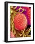 Pollen on Pistil of Mallow-Micro Discovery-Framed Photographic Print