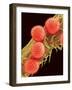 Pollen on Pistil of Mallow-Micro Discovery-Framed Photographic Print