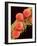 Pollen on Pistil of Mallow-Micro Discovery-Framed Photographic Print