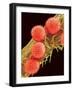 Pollen on Pistil of Mallow-Micro Discovery-Framed Photographic Print