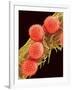 Pollen on Pistil of Mallow-Micro Discovery-Framed Photographic Print