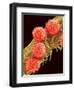 Pollen on Pistil of Mallow-Micro Discovery-Framed Photographic Print