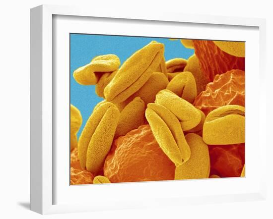 Pollen on Pistil of Narcissus-Micro Discovery-Framed Premium Photographic Print