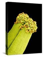 Pollen on Pistil of Pieris Japonica-Micro Discovery-Stretched Canvas