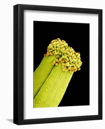 Pollen on Pistil of Pieris Japonica-Micro Discovery-Framed Photographic Print