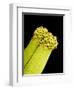 Pollen on Pistil of Pieris Japonica-Micro Discovery-Framed Photographic Print