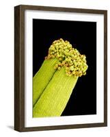 Pollen on Pistil of Pieris Japonica-Micro Discovery-Framed Photographic Print