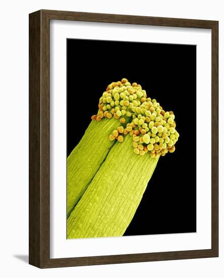 Pollen on Pistil of Pieris Japonica-Micro Discovery-Framed Photographic Print