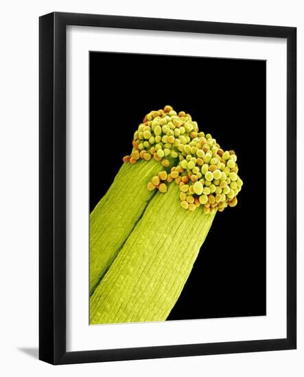 Pollen on Pistil of Pieris Japonica-Micro Discovery-Framed Photographic Print