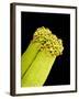 Pollen on Pistil of Pieris Japonica-Micro Discovery-Framed Photographic Print