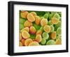 Pollen on Pistil of Pieris Japonica-Micro Discovery-Framed Photographic Print