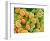 Pollen on Pistil of Pieris Japonica-Micro Discovery-Framed Photographic Print