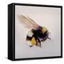 Pollen sac 1, 2011-Odile Kidd-Framed Stretched Canvas