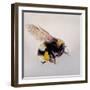 Pollen sac 1, 2011-Odile Kidd-Framed Giclee Print