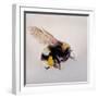 Pollen sac 1, 2011-Odile Kidd-Framed Giclee Print