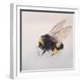 Pollen sac 2, 2011-Odile Kidd-Framed Giclee Print