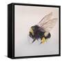 Pollen sac 2, 2011-Odile Kidd-Framed Stretched Canvas