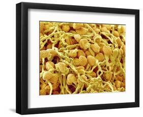 Pollen Tube of Lily-Micro Discovery-Framed Photographic Print