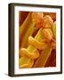 Pollen Tube on Pistil of Prairie Gentian-Micro Discovery-Framed Photographic Print