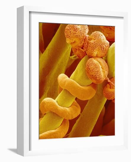 Pollen Tube on Pistil of Prairie Gentian-Micro Discovery-Framed Photographic Print