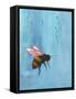 Pollinators I-Mehmet Altug-Framed Stretched Canvas