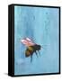 Pollinators I-Mehmet Altug-Framed Stretched Canvas