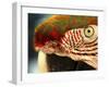 Polly-Dana Brett Munach-Framed Giclee Print